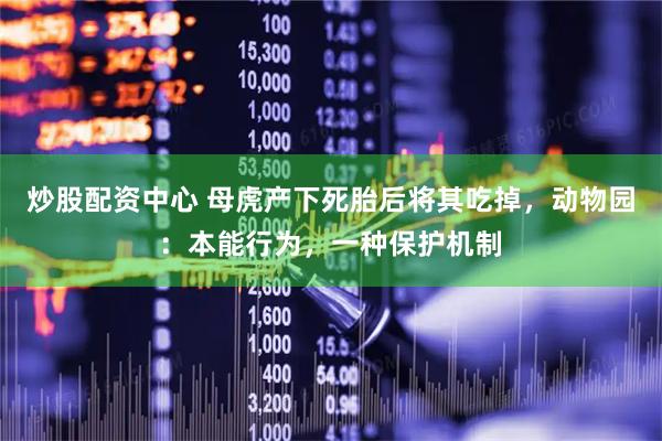 炒股配资中心 母虎产下死胎后将其吃掉，动物园：本能行为，一种保护机制